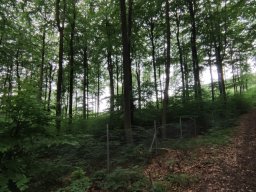 Ortstermin 21.06.2024