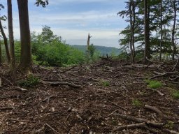 Ortstermin 21.06.2024