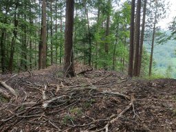 Ortstermin 21.06.2024